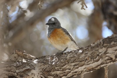 Littoral Rock-Thrush 3477s.jpg