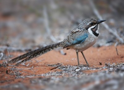 Long-tailed Ground-Roller2997s.jpg