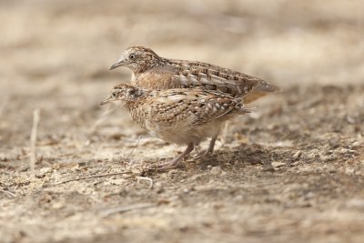 Madagascar Button-Quail 3349s.jpg