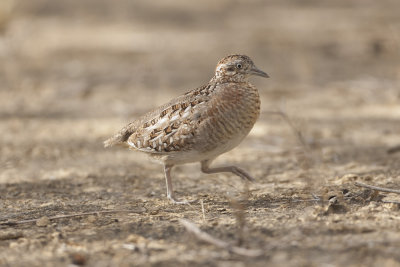 Madagascar Button-Quail 3369s.jpg