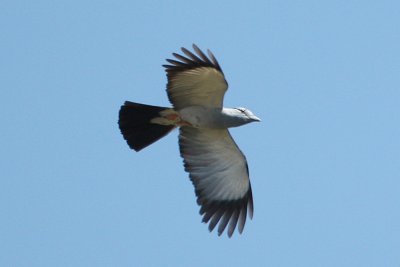 Madagascar Cuckoo-Roller 3553s.jpg