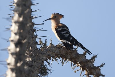 Madagascar Hoopoe 3023s.jpg