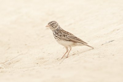 Madagascar Lark 3300s.jpg