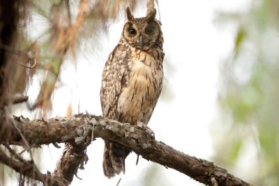 Madagascar Long-eared Owl 4545s.jpg