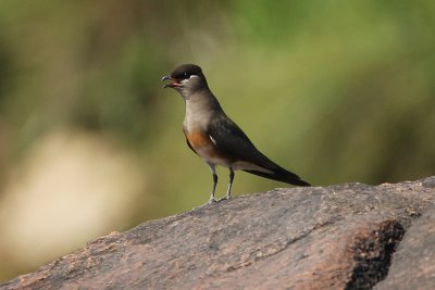 Madagascar Pratincole 4954s.jpg