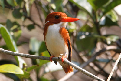 Madagascar Pygmy-Kingfisher 4572s.jpg