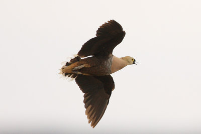 Madagascar Sandgrouse 3257s.jpg