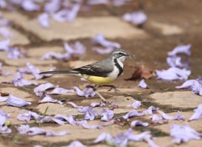 Madagascar Wagtail 2878s.jpg