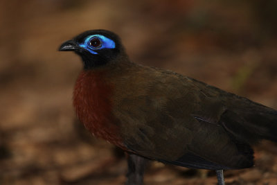 Red-breasted Coua 4757s.jpg