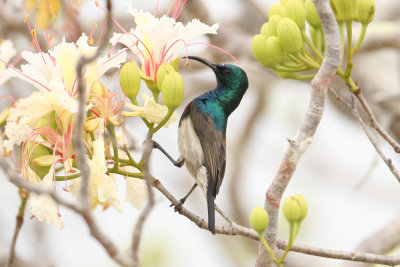 Souimanga Sunbird 3279s.jpg