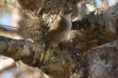 Thamnornis Warbler 3070s.jpg