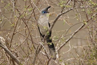 Verreaux's Coua 3295s.jpg