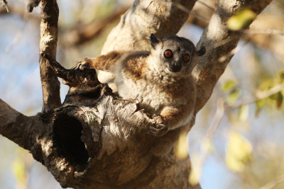 White-footed Sportive Lemur 3171s.jpg