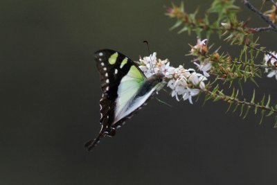 xMacleays Swallowtail - Blackheath 4621.jpg