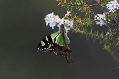 xMacleays Swallowtail - Blackheath 4623.jpg