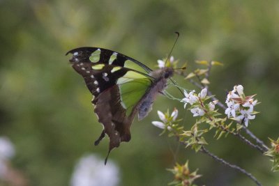 xMacleays Swallowtail - Blackheath 4629.jpg