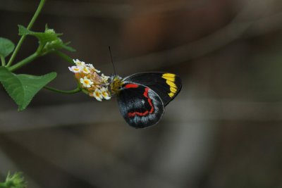 Common Jezebel - Strickland SF 4392x.jpg