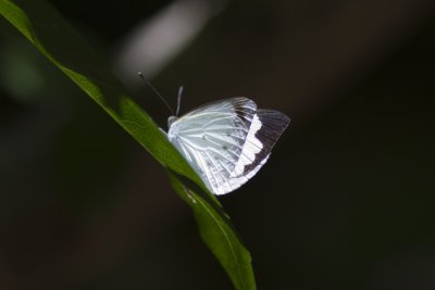 Southern Pearl White 4428x.jpg