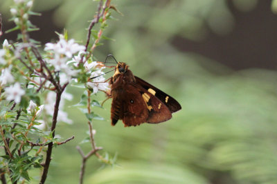 Splendid Ochre - Blackheath 4651x.jpg