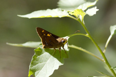 Splendid Ochre - Lane Cove NP 4732x.jpg