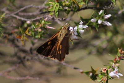 sBright Sheild Skipper - Blackheath 4608.jpg
