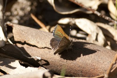 Purple_Copper Yetholme 6237.jpg