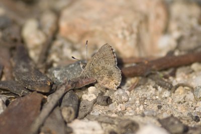Purple_Copper Yetholme 6253.jpg