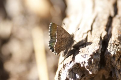 Purple_Copper Yetholme 6257.jpg
