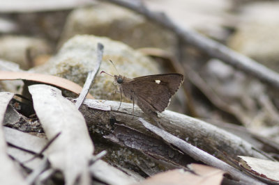 Eastern Iris Skipper - Wheeney Creek 4901s.jpg