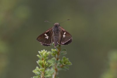 Eastern Iris Skipper - Wheeney Creek 4916s.jpg