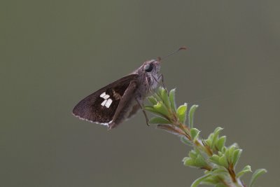 Eastern Iris Skipper - Wheeney Creek 4919s.jpg