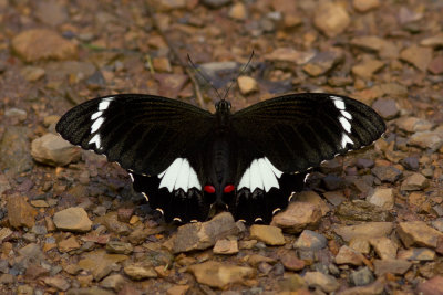 Orchard Swallowtail Western Sydney 5037.jpg