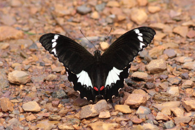 Orchard Swallowtail Western Sydney 5034.jpg