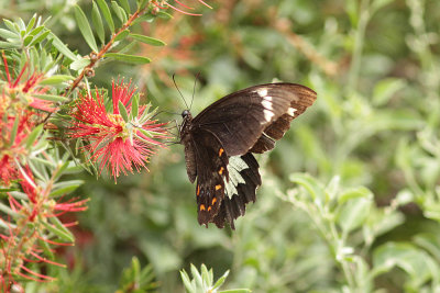 Orchard Swallowtail - Mt Annan_5550.jpg