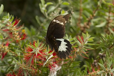 Orchard Swallowtail - Mt Annan_5558.jpg