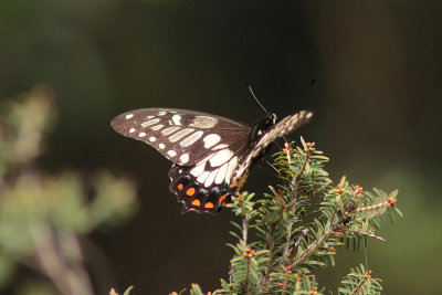 Dingy Swallowtail - Mt Annan_5526.jpg