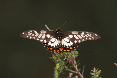 Dingy Swallowtail Papilio anactus