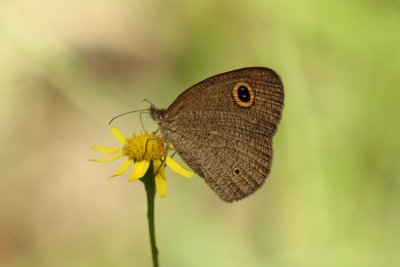 Dusky Knight - Western Sydney 5098.jpg