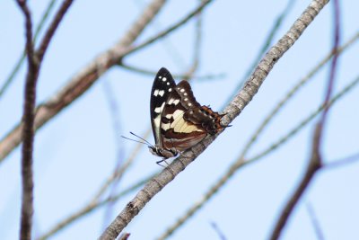 xTailed Emperor - Mt Annan_5365.jpg