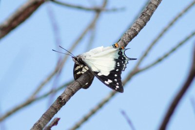 xTailed Emperor - Mt Annan_5371.jpg