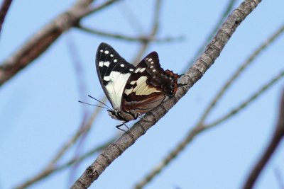 xTailed Emperor - Mt Annan_5372.jpg
