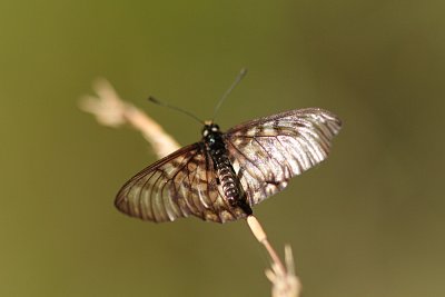 Glasswing - Lapstone Blue Mts_5638x.jpg