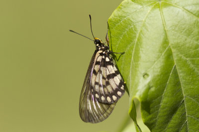 Glasswing - Lapstone Blue Mts_5647x.jpg