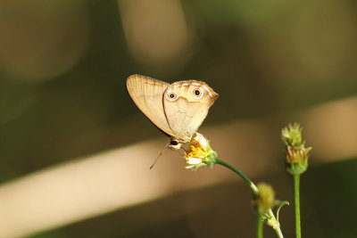 Brown Ringlet  Lane Cove NP 4340x.jpg