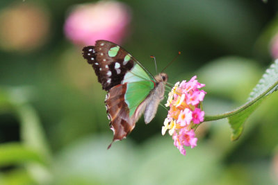 Macleays Swallowtail