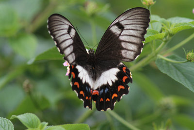 Orchard Swallowtail - Sublime Lookout_5934s.jpg
