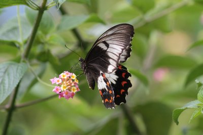 Papilio aegeus (Orchard Swallowtail)