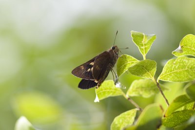 Orange Palm Dart_5784b.jpg
