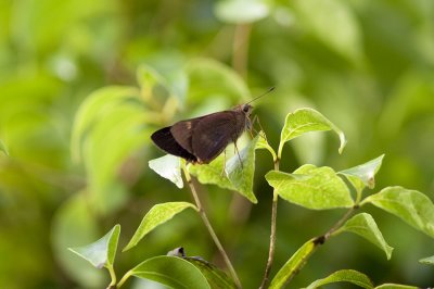 Orange Palm Dart_5791b.jpg