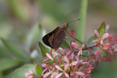 Orange Palm Dart_5806b.jpg
